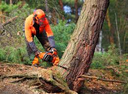 How Our Tree Care Process Works  in Hudson, IL